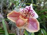 Pregetter’s Orchideengarten “Jardim Orquídea” in Funchal (Madeira - Februar 2014)