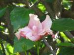 Hibiscusblüte - Botanischer Garten -  Jardim Botanico  in Funchal (Madeira - Februar 2014)