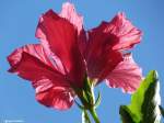 Hibiscusblüte - Botanischer Garten -  Jardim Botanico  in Funchal (Madeira - Februar 2014)