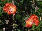 Hibiscusblüten - Botanischer Garten -  Jardim Botanico  in Funchal (Madeira - Februar 2014)