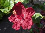 Hibiscusblüte - Botanischer Garten -  Jardim Botanico  in Funchal (Madeira - Februar 2014)