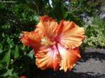 Hibiskusblüte im Garten der Quinta da Boa Vista oberhalb von Funchal (Madeira - Februar 2014)