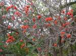 Korallenbaum im Santa Catarina Park in Funchal (Madeira - März 2014)