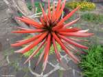 Blüte eines Korallenbaums im Santa Catarina Park in Funchal (Madeira - März 2014)