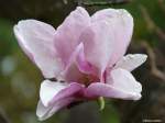 Halboffene Magnolienblüte - gesehen im  Monte Palace Tropical Gardens  oberhalb von Funchal/Madeira (März 2014)