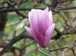 Sich öffnende Magnolienblüte - gesehen im  Monte Palace Tropical Gardens  oberhalb von Funchal/Madeira (März 2014)