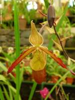 Orchideenblüte in der Orchideenausstellung in der Quinta da Boa Vista in Funchal (Madeira - März 2014)