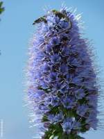 Besuch einer Mauereidechse auf einer Blüte vom Madeira-Natternkopf - gesehen in Jardim do Mar an der Südküste Madeiras (März 2014)