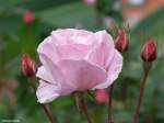 Rosenblüte und -knospen, gesehen in Câmara de Lobos an der Südküste Madeiras - März 2014