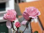 Rosenblüten, gesehen in Câmara de Lobos an der Südküste Madeiras - März 2014