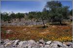 Frhling an der Algarve. Scan eines Dias aus dem Mai 1998.