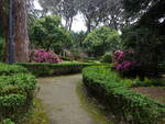 Rhododendron im Parco Villa Comunale Carlo Rugiero in Cittanova, Kalabrien (10.04.2024)