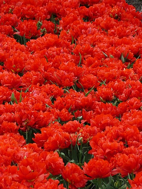 Tulpen bei Sassenheim 27-04-2008.