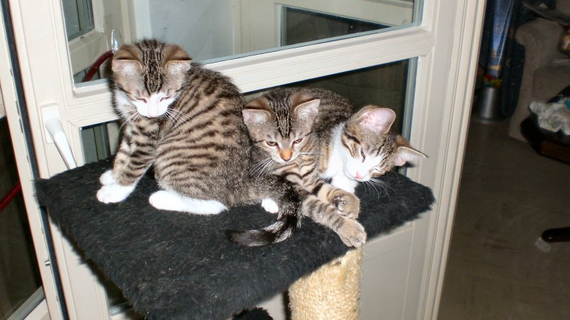 Unsere Katzenbabys
2007