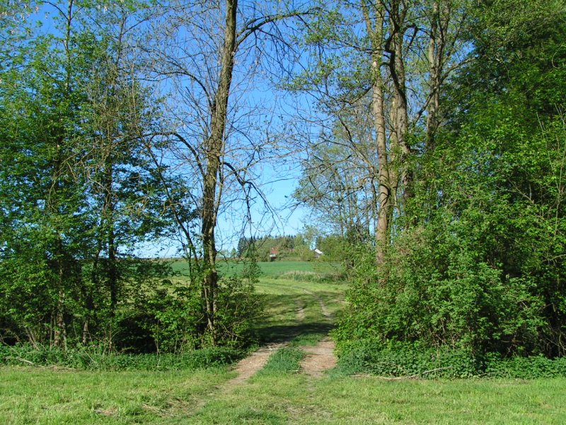 Wald-, und Wiesenweg_070501