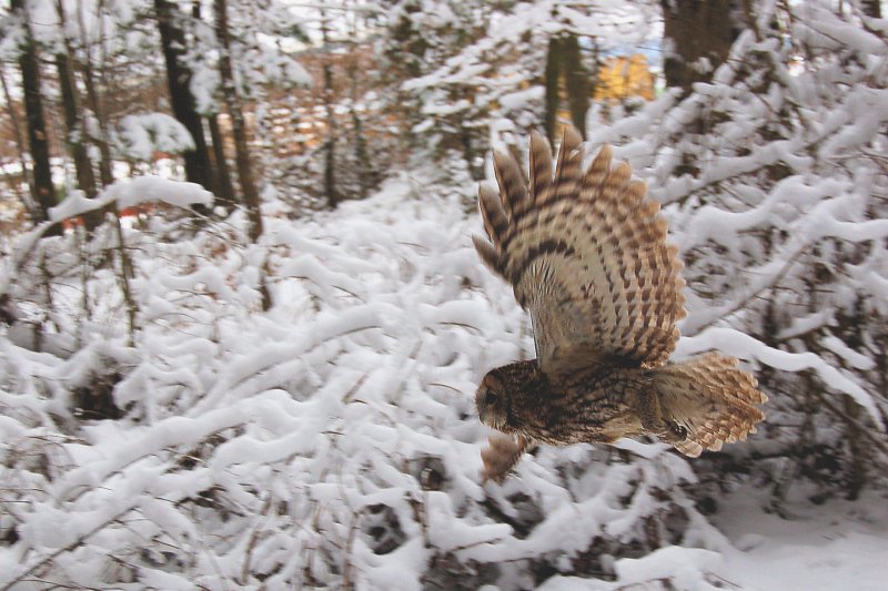 Waldkauz im Flug. 13_02_2009