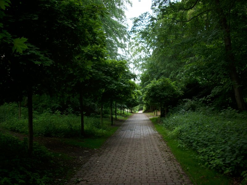 Waldweg mitten in Bergen/Rgen.