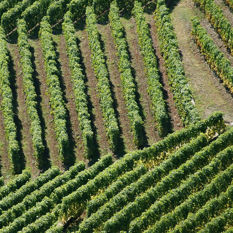 Weinrebenanordnungen im Lavaux.
(September 2009)