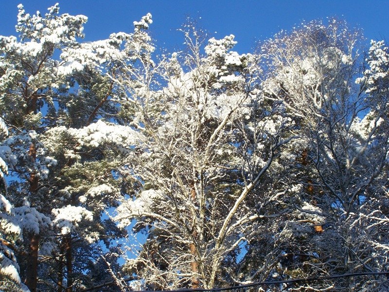 Winter 2009