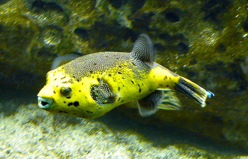 Zitronen-Kugelfisch am 02.08.2008 in Wilhelma/Stuttgart