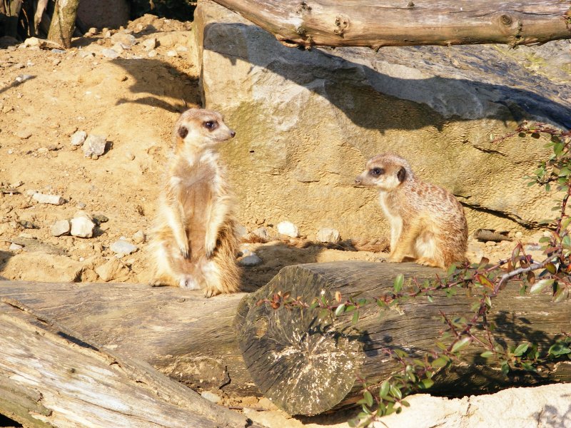 Zwei Erdmnnchen im Gelsenkirchener Zoo.